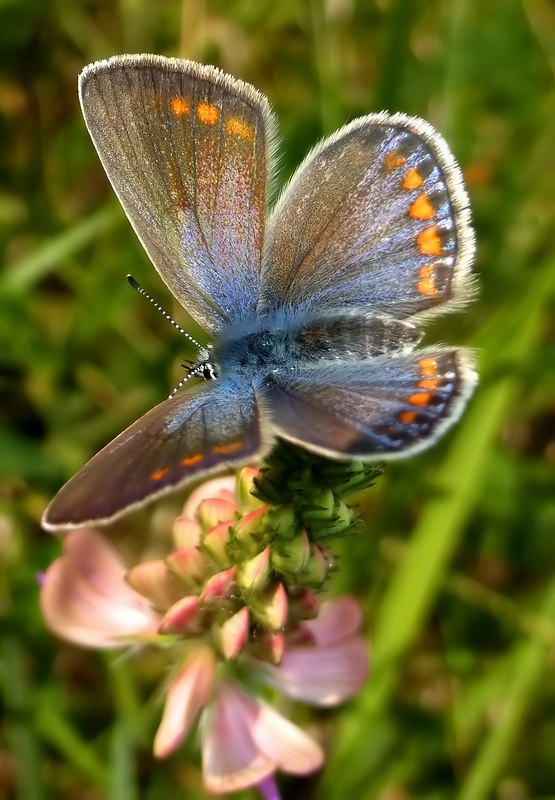 Femmina di Polyommatus thersites I generazione